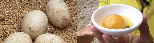 ±â¿î ÆÅÆÅ! ÀÌ»ö º¸¾ç½Ä ±â·¯±â ¿ä¸® À̹ÌÁö-4