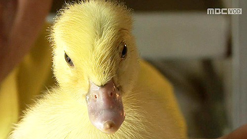 ±â¿î ÆÅÆÅ! ÀÌ»ö º¸¾ç½Ä ±â·¯±â ¿ä¸® À̹ÌÁö-1