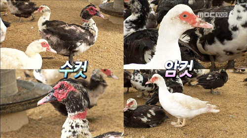 ±â¿î ÆÅÆÅ! ÀÌ»ö º¸¾ç½Ä ±â·¯±â ¿ä¸® À̹ÌÁö-3