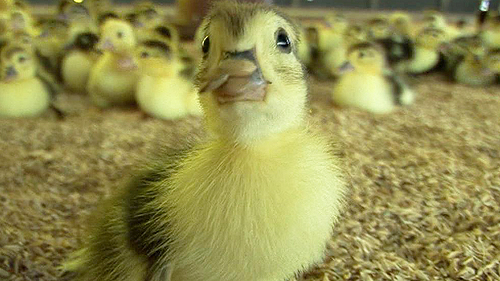 ±â¿î ÆÅÆÅ! ÀÌ»ö º¸¾ç½Ä ±â·¯±â ¿ä¸® À̹ÌÁö-2