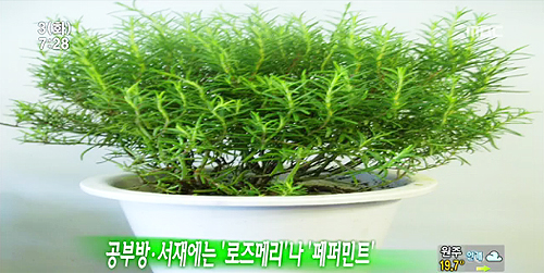 허브 이미지