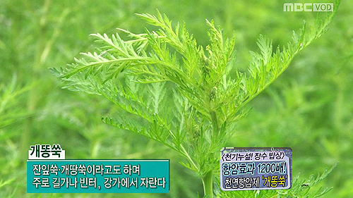 자연이 만든 천연 항암제, 개똥쑥 이미지-1