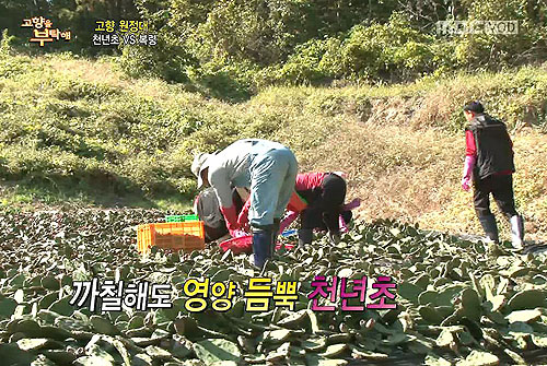 (주)약이되는밥상 이미지