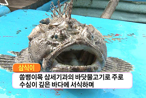 삼식이 이미지