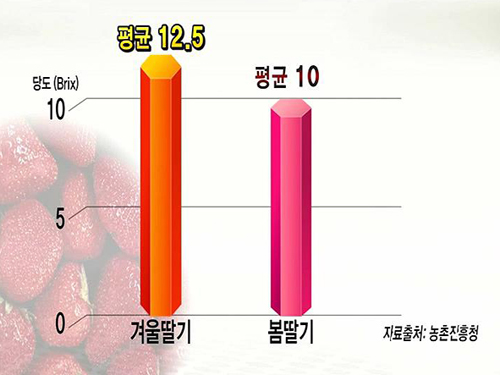 감귤 누른 딸기 인기! 지금 더 맛있는 이유? 이미지-2