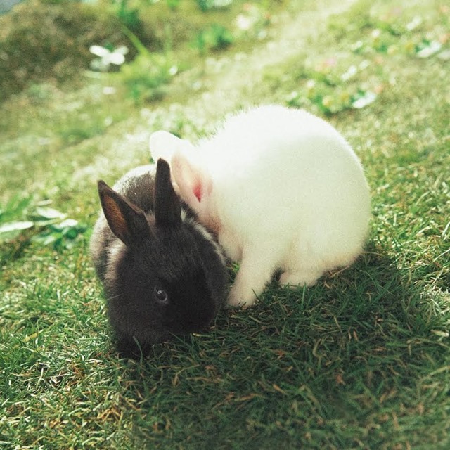 지코 '쉬스 어 베이비' 재킷 이미지. 지코 신곡 '쉬스 어 베이비'는 사랑에 빠진 남자가 여성에게 느낀 감정을 솔직하게 담아낸 '고백송'이다. /세븐시즌스 제공