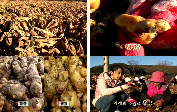 (주)진도울금 이미지