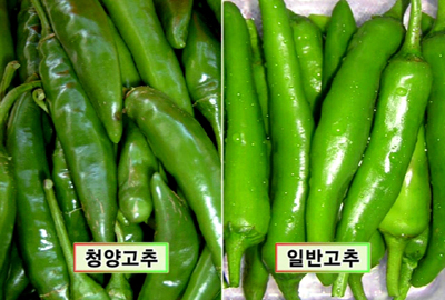 명품기획주 이미지