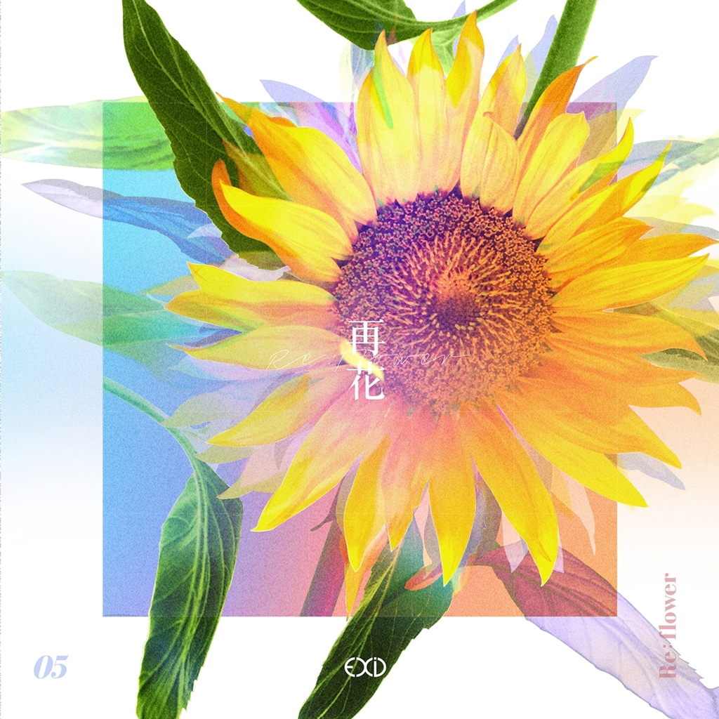 리플라워 이미지