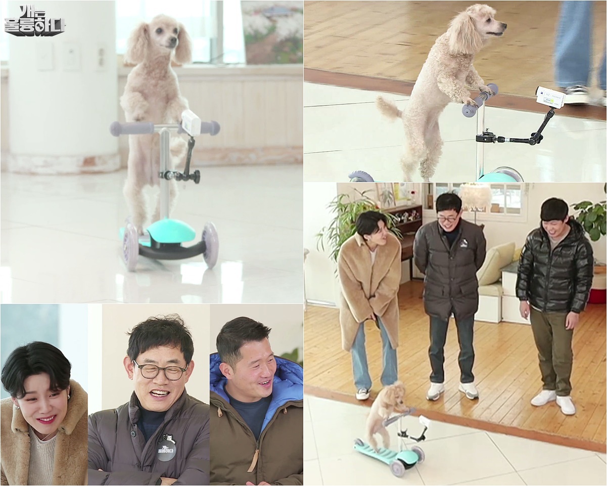 ‘개는 훌륭하다’, 킥보드 타는 반려견 등장!