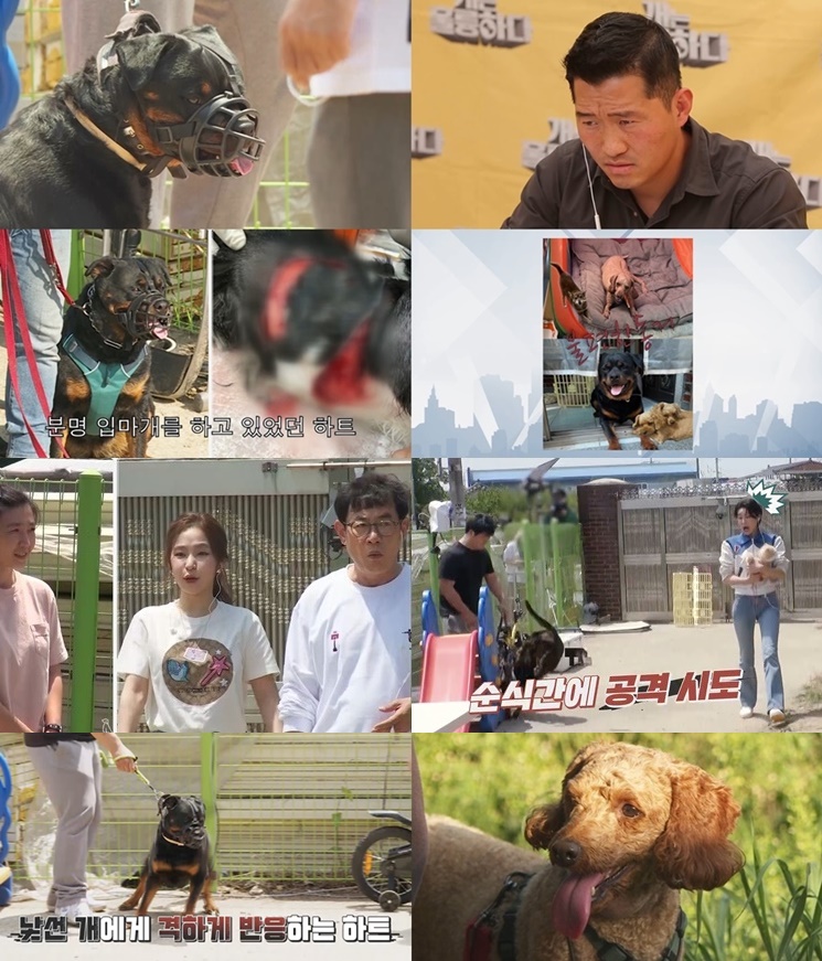 4번 물었던 맹견 로트와일러, '개는 훌륭하다' 등장