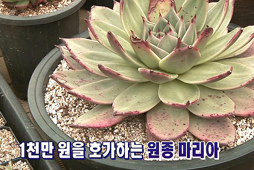 천만 원짜리 식물이 있다? 돈 버는 다육식물 키우기!