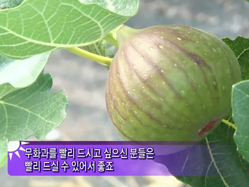 신비의 건강 과일? 꽃을 품은 7월의 햇무화과 신비의 건강 과일? 꽃을 품은 7월의 햇무화과