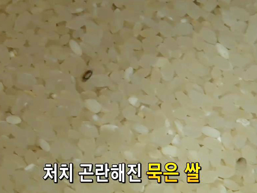 묵은쌀 되살리는 신의 한 스푼은? 묵은쌀 되살리는 신의 한 스푼은?