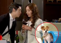 <압구정 백야> "얘만 보여!" 이효영-황정서 옆 매너犬 '깨알 웃음'