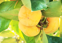 지금이 제철? 영양 듬뿍 과일이 떴다~ 청도 반시!