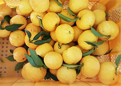 찬바람 불 때 내게 와줄래? 상큼한 완도 유자!