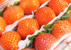 겨울과일 딸기, 맛도 영양도 최고!