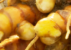 겨울철 황금기를 맞은 땅속 금덩어리 ‘울금’