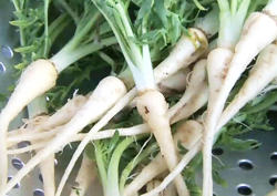 환절기 면역력을 높여라! 슈퍼푸드 마카의 모든 것~