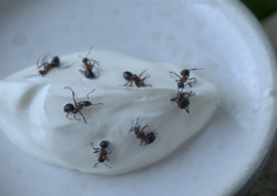 지금껏 어디서도 본적 없는 요리를 꿈꾸는 당신을 위한 영화 <노마: 뉴 노르딕 퀴진의 비밀> 