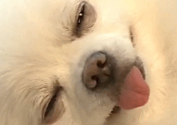 [금주의 움짤] '잠이 올 때'는 이 움짤을 사용해보세요