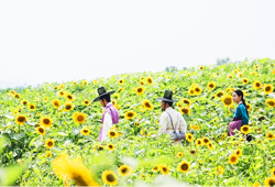[소소(所所)한 그곳] #로맨틱, #여름꽃, #추억 <옥중화> 속 '해바라기 꽃길'은 어디?