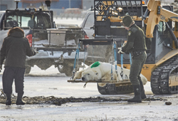 <무한도전> 정준하-박명수, 다큐를 품은 예능 '북극곰의 눈물 두 번째 이야기'