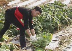 <우리 결혼했어요> 윤보미 가족 만난 최태준, '열혈 배추뽑기'에 김장까지!
