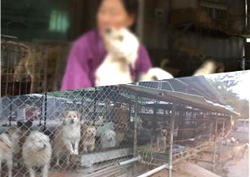 <리얼스토리 눈> 인생 벼랑 끝, 유기견과 만난 여인…"보호소 도와주세요"