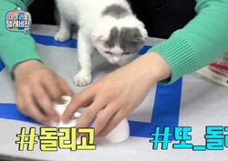 [마이 리틀 텔레비전 리뷰] 이홍기, 반려묘 쩔셈 영리한 매력 '눈길'...  “주인 닮았어” 
