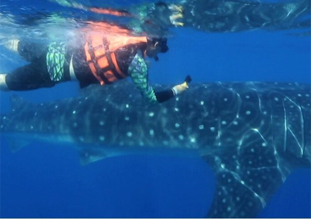 <배틀트립> 강남-이태곤, 12m 고래와 '초밀착 스노클링'