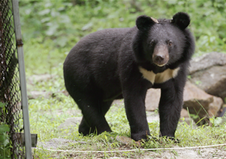 '곰' 지리산으로 돌아온 반달가슴곰들의 이야기 "인간과 곰의 공존"