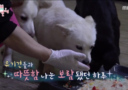 '전지적 참견시점' 박성광X임송매니저, 김지민과 함께한 유기견 봉사활동 후 "사지말고 입양합시다"