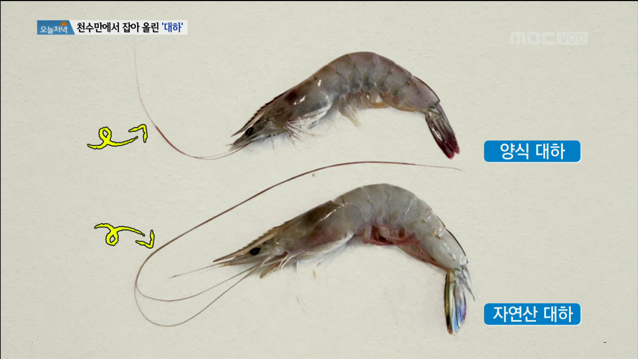 9월에 찾아온 맛있는 손님 ‘대하’