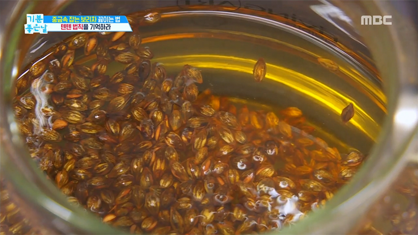 중금속 잡는 보리차 더 건강하게 끓이는 법!