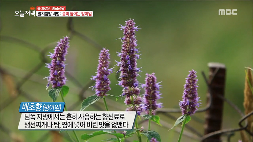 제철 맞은 봄 멸치로 만든 '멸치쌈밥'