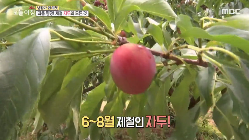[살림 꿀팁!] 여름철 대표 과일 '자두' 의 모든 것! 1편- 품종과 잘 고르는 법!