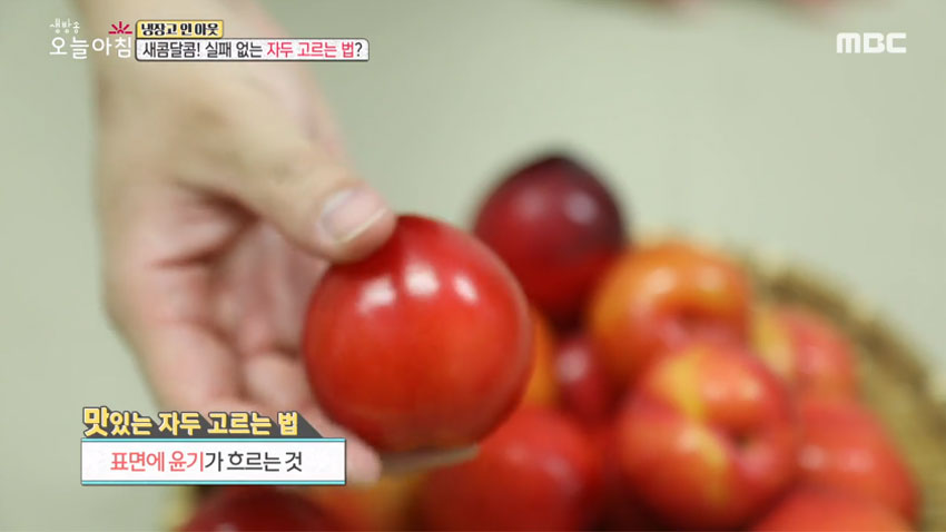 [살림 꿀팁!] 여름철 대표 과일 '자두' 의 모든 것! 1편- 품종과 잘 고르는 법!
