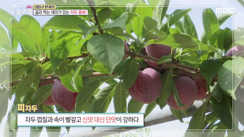 [살림 꿀팁!] 여름철 대표 과일 '자두' 의 모든 것! 1편- 품종과 잘 고르는 법!