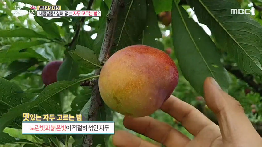 [살림 꿀팁!] 여름철 대표 과일 '자두' 의 모든 것! 1편- 품종과 잘 고르는 법!