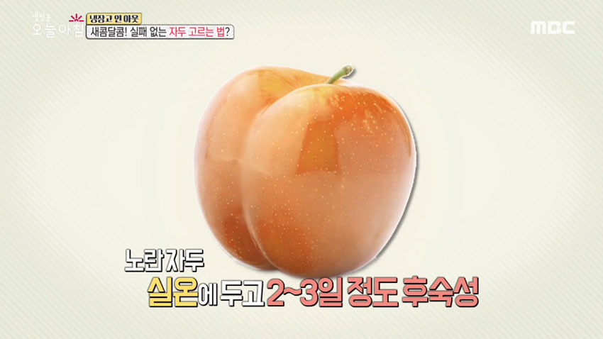 [살림 꿀팁!] 여름철 대표 과일 '자두' 의 모든 것! 1편- 품종과 잘 고르는 법!