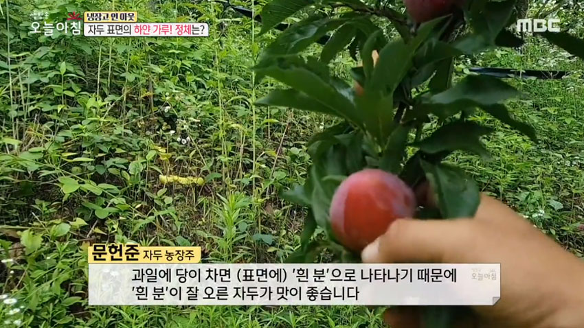 [살림 꿀팁!] 여름철 대표 과일 '자두' 의 모든 것! 2편- 후숙성 법 및 간단 세척법!