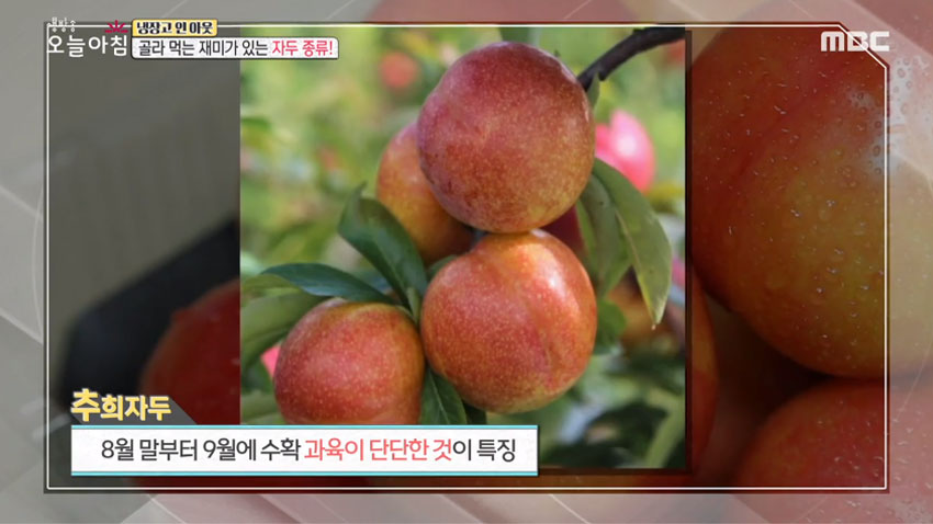 [살림 꿀팁!] 여름철 대표 과일 '자두' 의 모든 것! 1편- 품종과 잘 고르는 법!