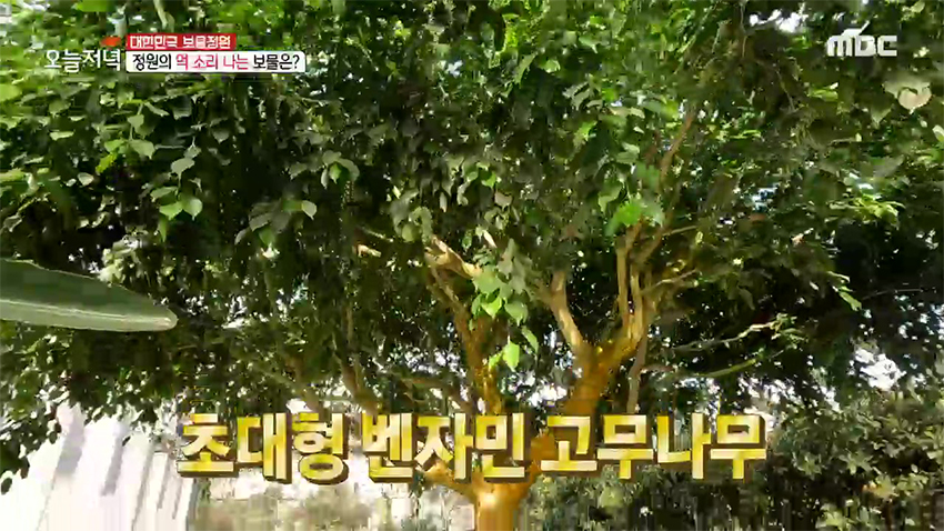 한겨울에도 1년 내내 꽃이 핀다고?! 新 데이트 장소 '온실 정원'