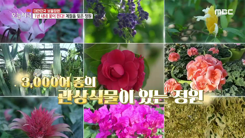 한겨울에도 1년 내내 꽃이 핀다고?! 新 데이트 장소 '온실 정원'