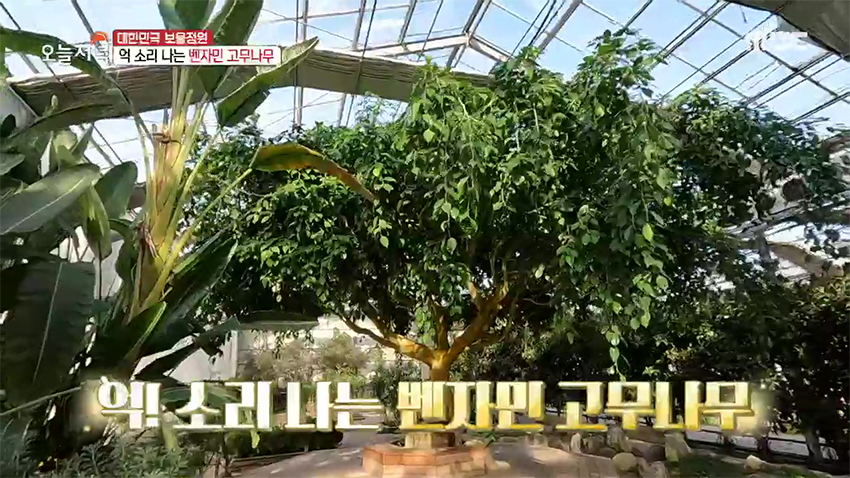 한겨울에도 1년 내내 꽃이 핀다고?! 新 데이트 장소 '온실 정원'