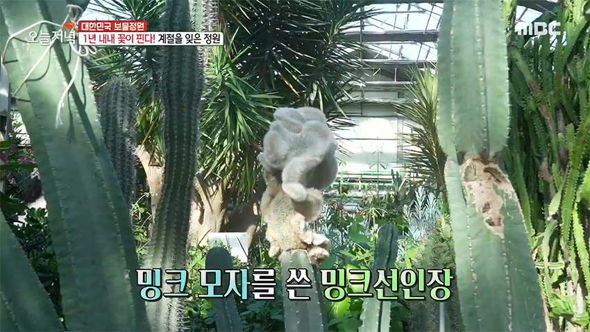 한겨울에도 1년 내내 꽃이 핀다고?! 新 데이트 장소 '온실 정원'