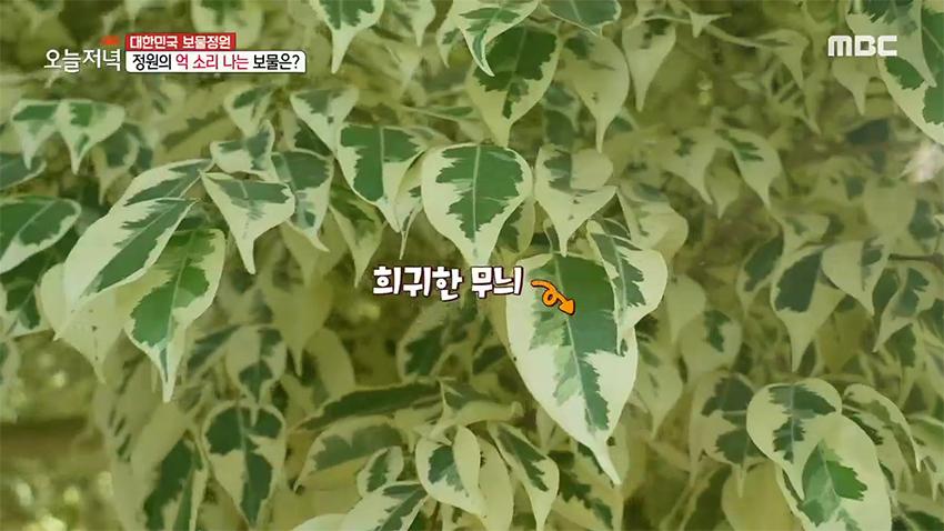 한겨울에도 1년 내내 꽃이 핀다고?! 新 데이트 장소 '온실 정원'