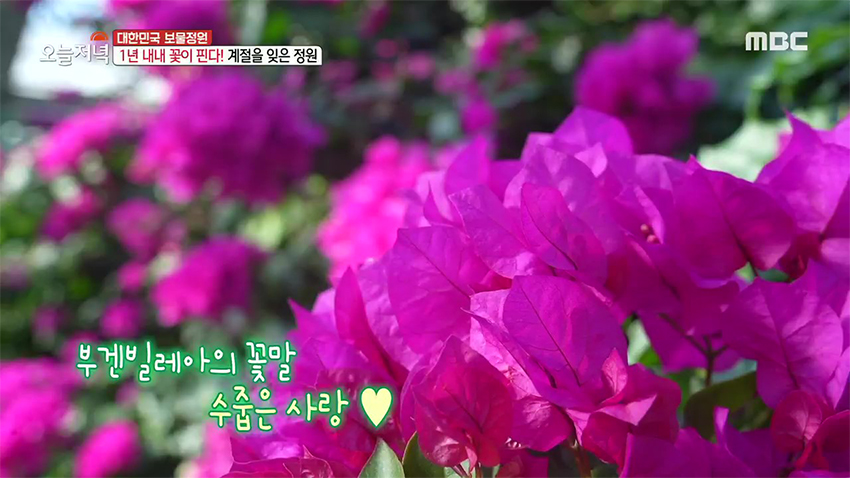 한겨울에도 1년 내내 꽃이 핀다고?! 新 데이트 장소 '온실 정원'